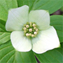 Bunchberry